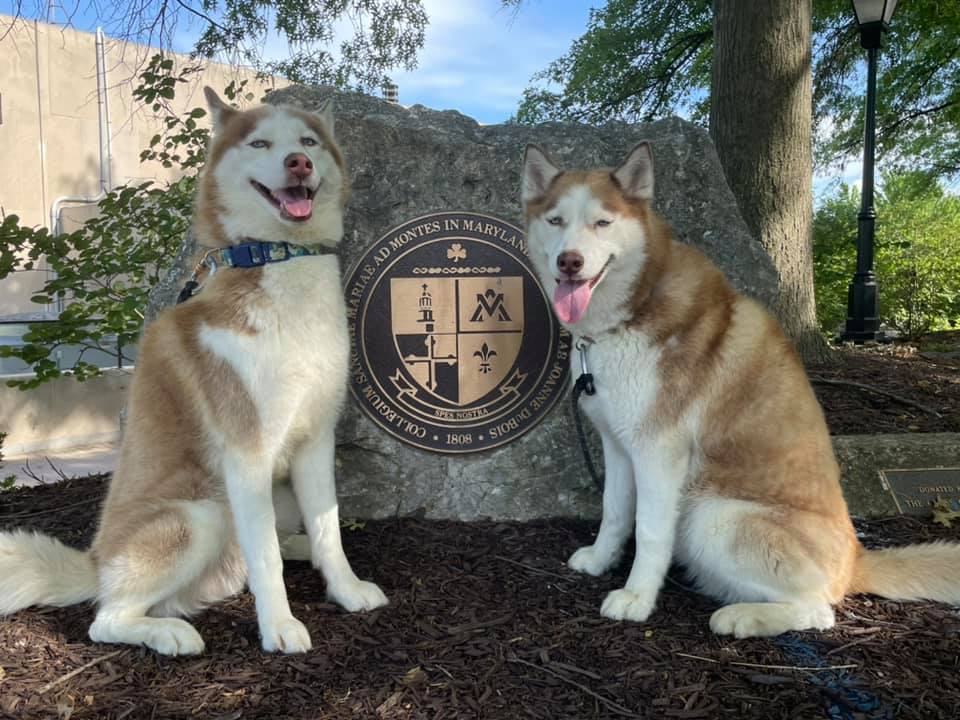 Scent Detection Festival